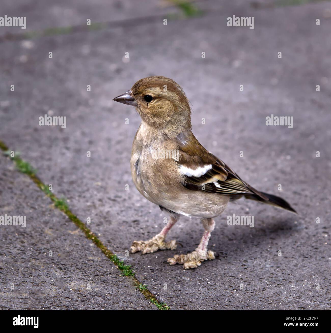 Closeup view: pitiable chaffinch with skin infection an limitations Stock Photo