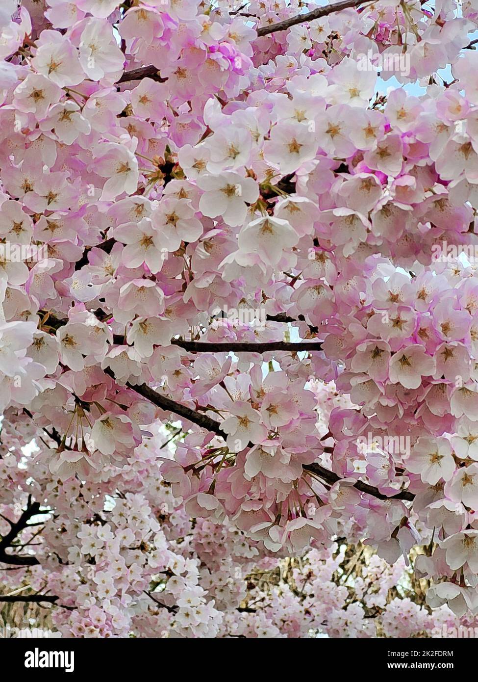 Pink cherry blossoms flowers hi-res stock photography and images - Alamy
