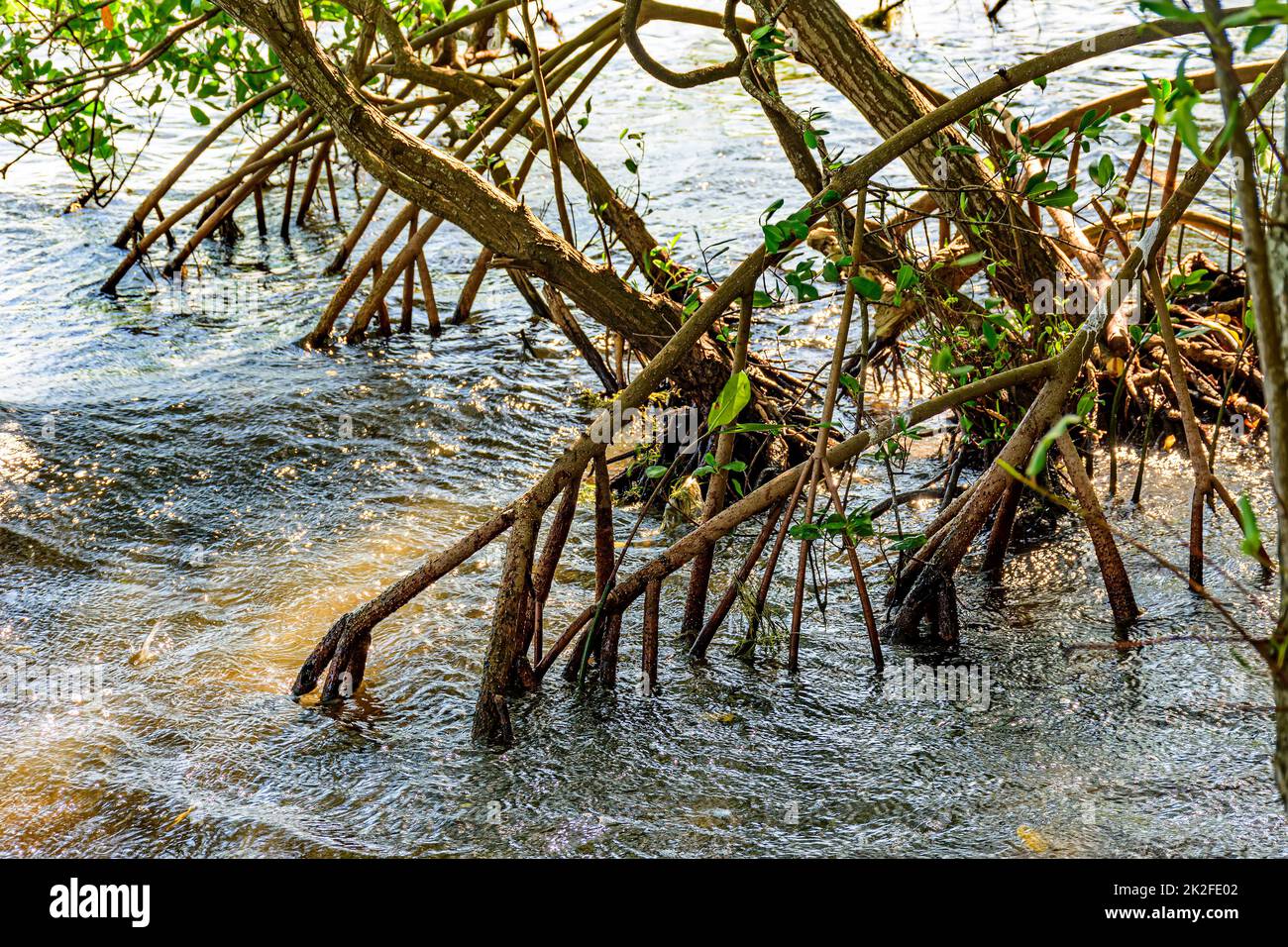 Dense vegetation in the tropical mangrove forest with its roots in