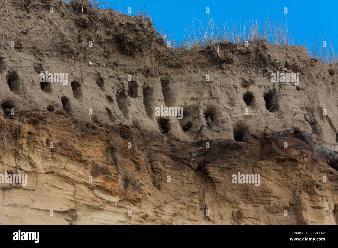 Swallows for swallows on the cliffs of Ahrenshoop Stock Photo