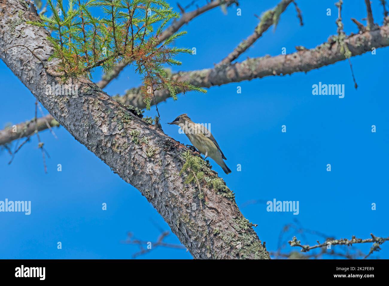 A Cedar Waxwing Eating an Insect in a Tree Stock Photo - Alamy
