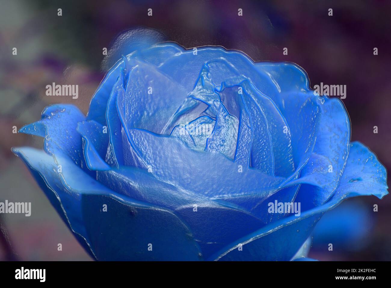 Blue rose flower Stock Photo Alamy