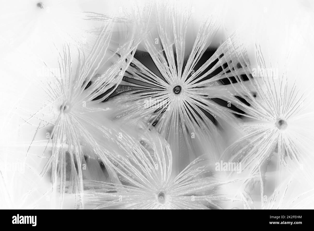 Dandelion field Black and White Stock Photos & Images - Alamy