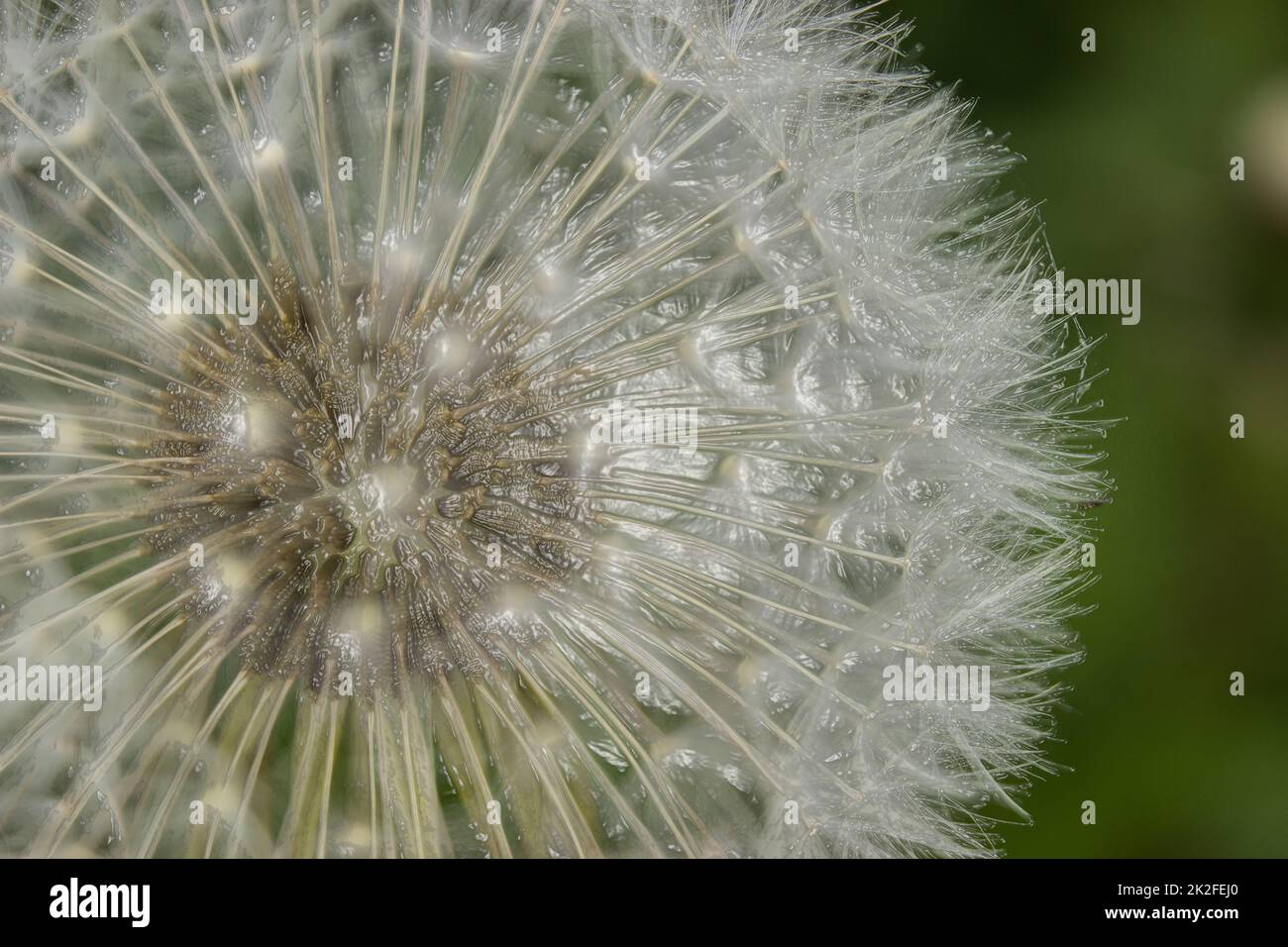 Blooming dandelion Stock Photo