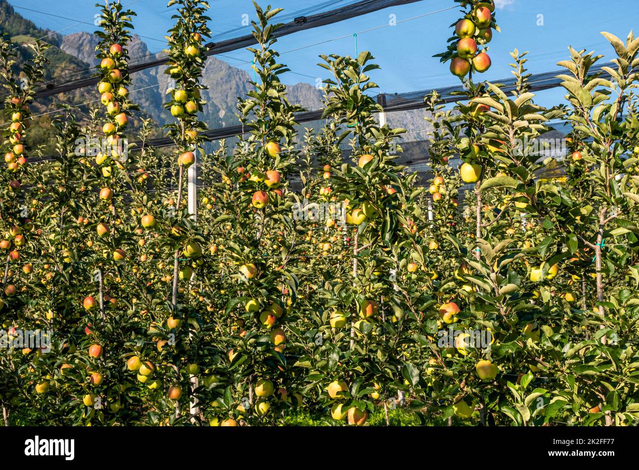 apple plantation in south tyrol, italy Stock Photo