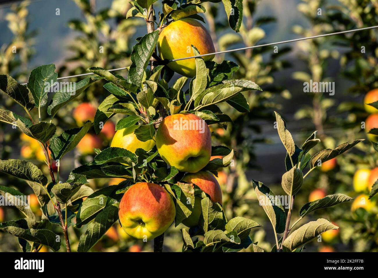 apple plantation, espalier fruit Stock Photo