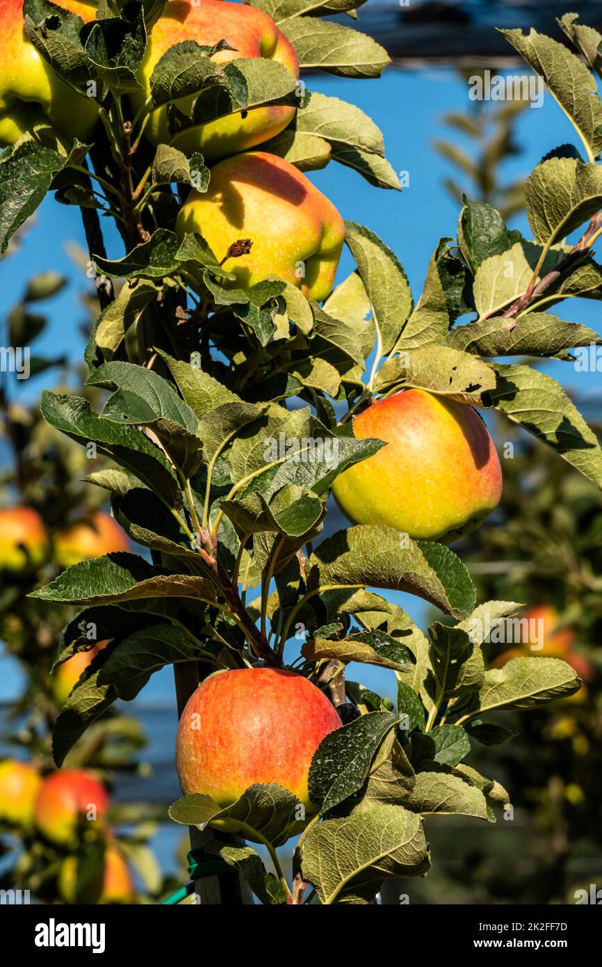 apple plantation, espalier fruit Stock Photo