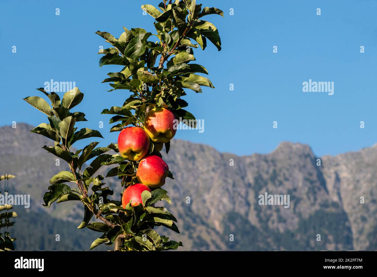 apple tree, espalier fruit before mountain Stock Photo