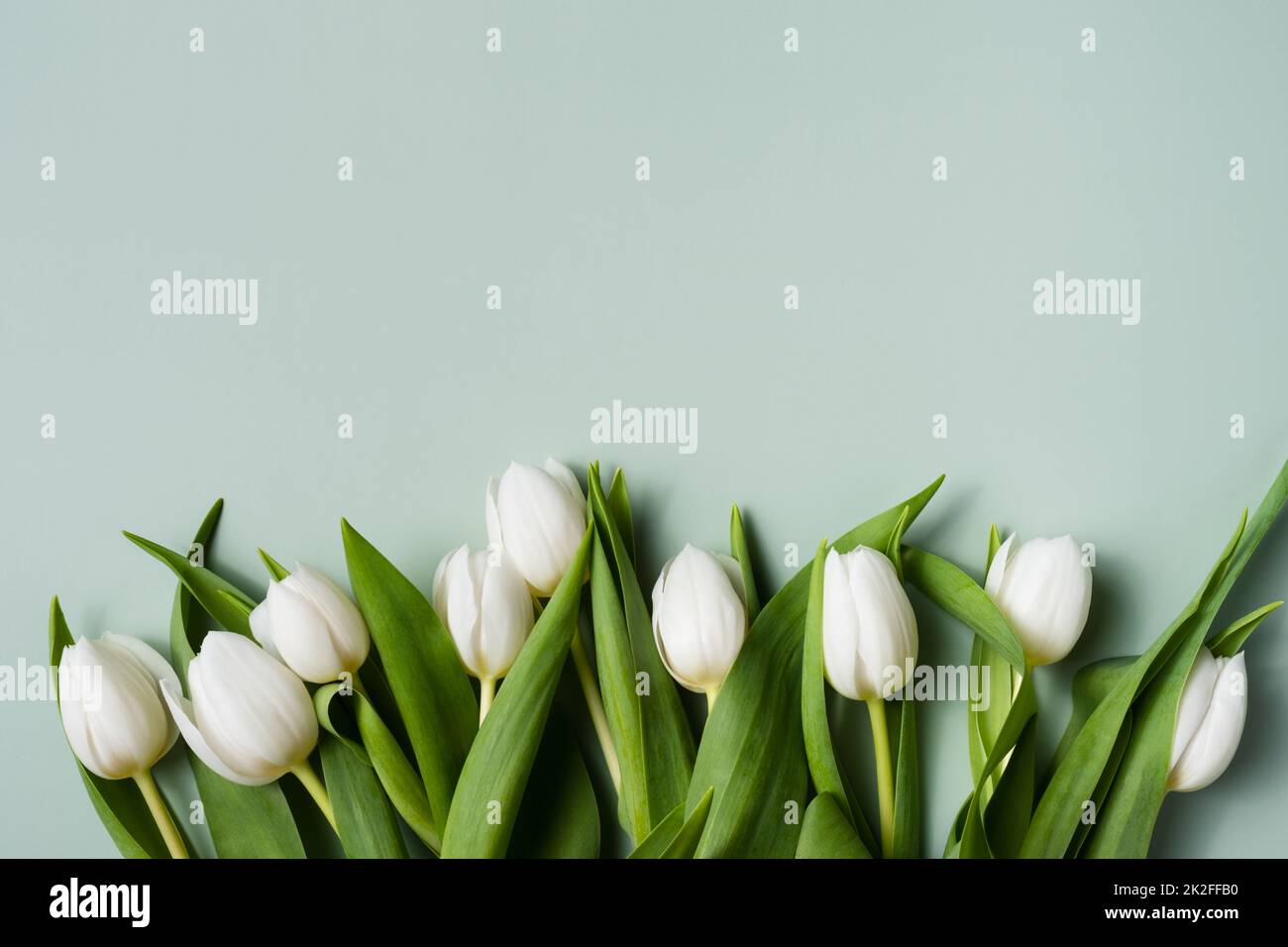 Border of white tulips on a pale green background. Mockup for spring greeting card. Stock Photo