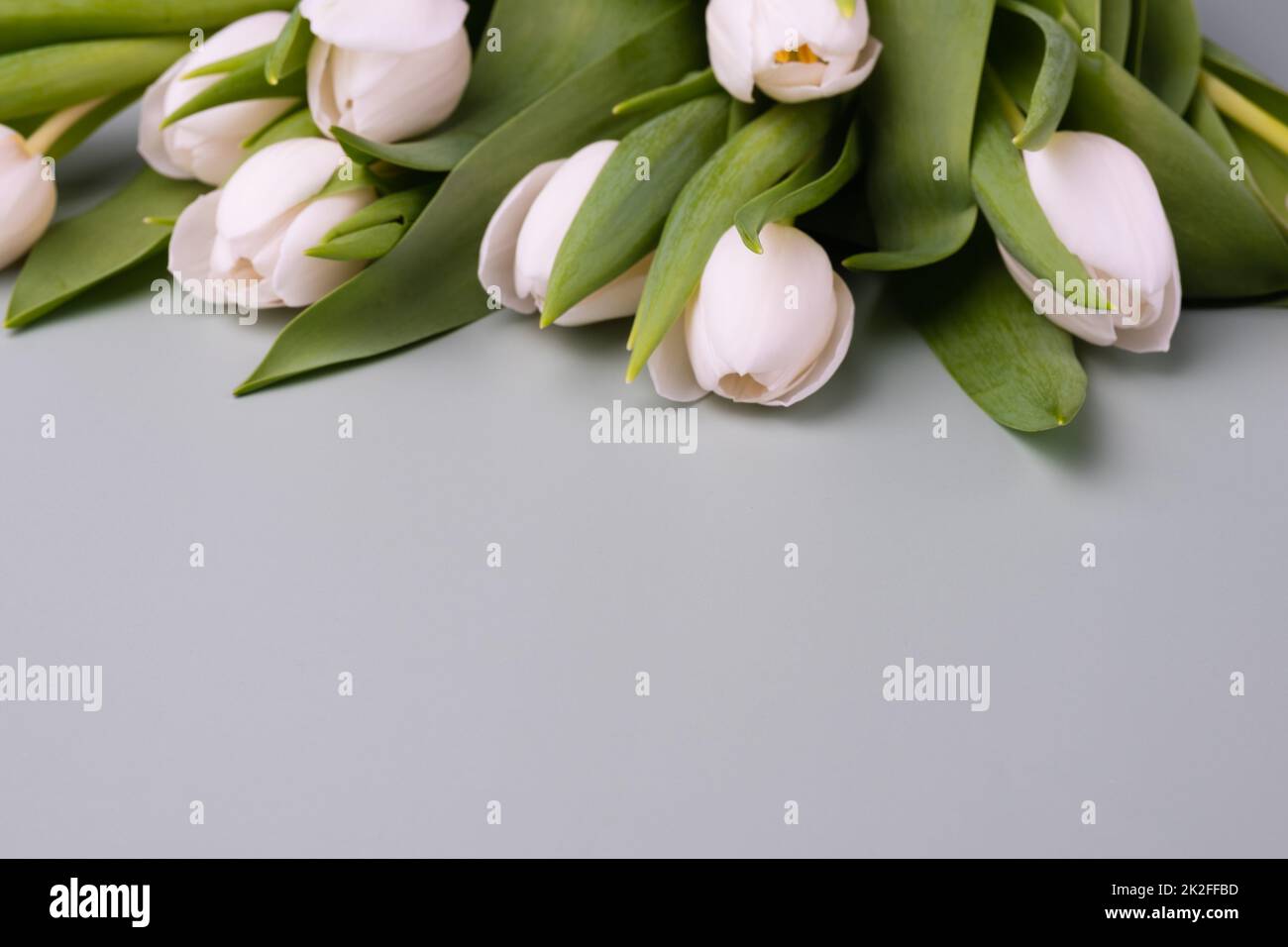 Border of white tulips on a pale gray background. Mockup for spring greeting card. Stock Photo