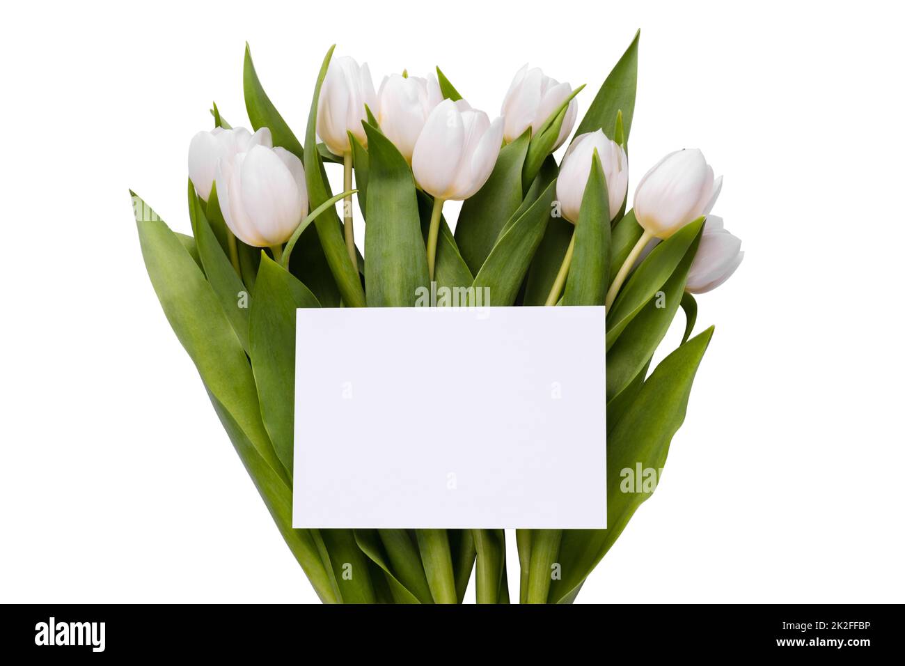 Simple greeting card template with tulips bouquet on white background Stock Photo