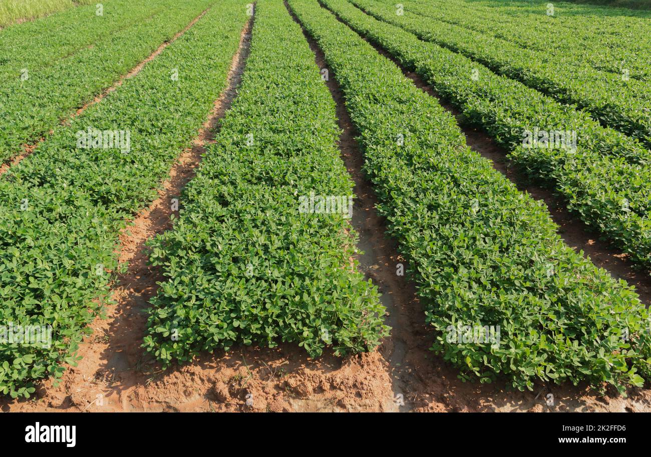 Organic peanuts farm with solar cell. Agricultural field on which grow up peanuts. Stock Photo