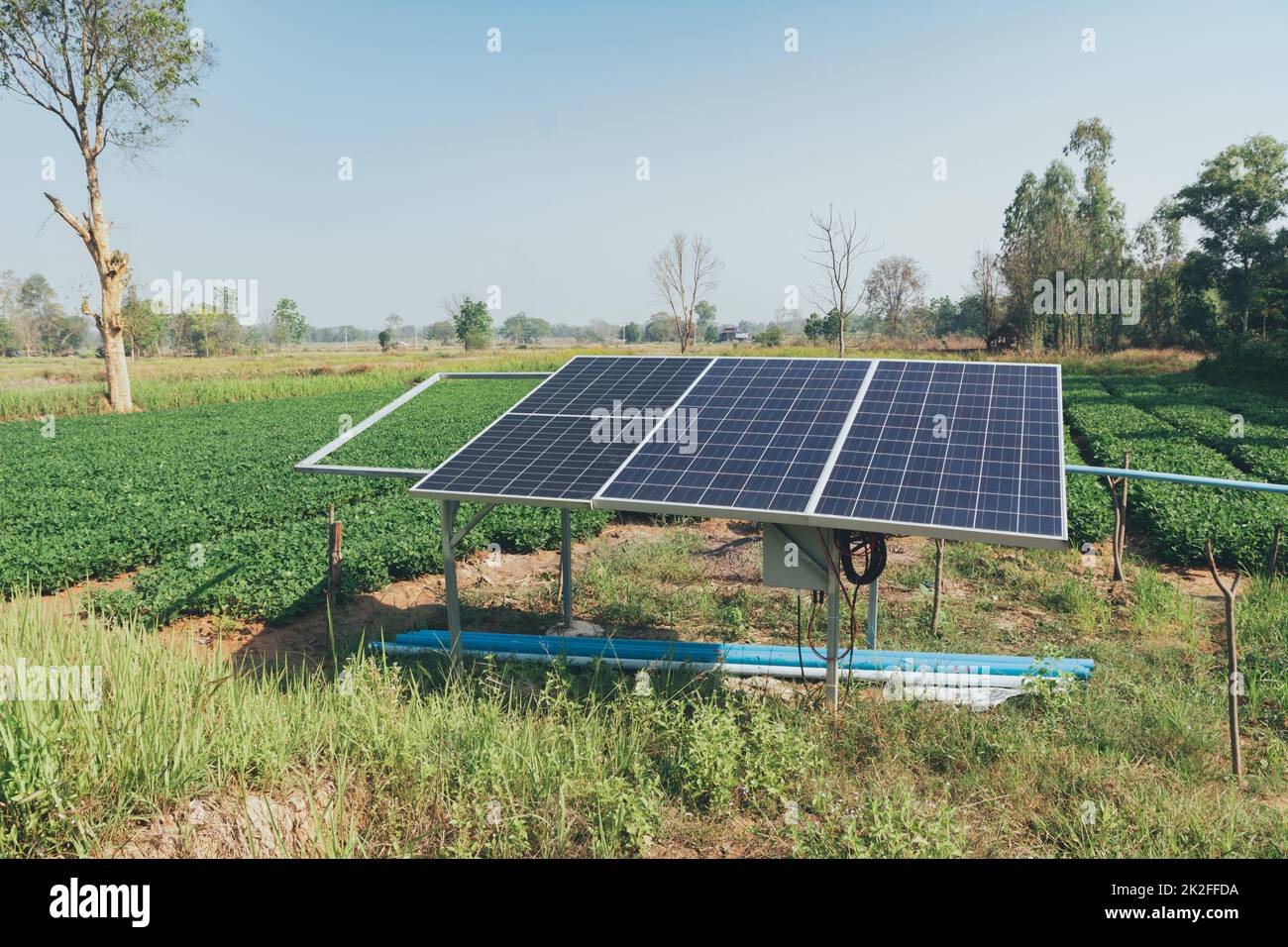 Organic peanuts farm with solar cell. Agricultural field on which grow up peanuts. Stock Photo