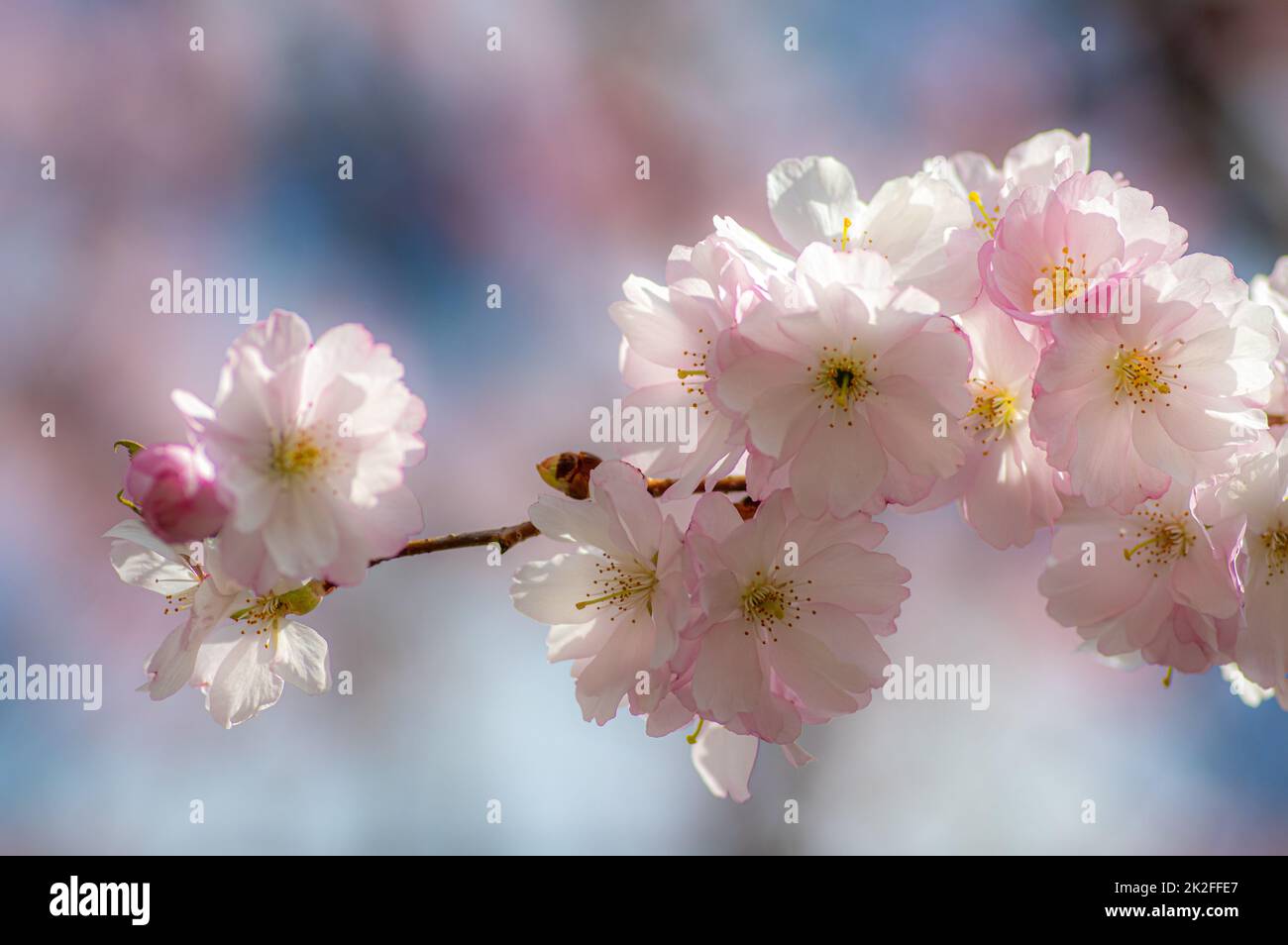 Pink and white cherry blossom of the Japanese cherry tree in springtime ...