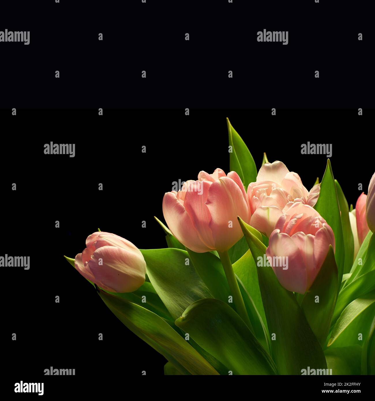 Tulips against a black background. An arrangement of tulips against a