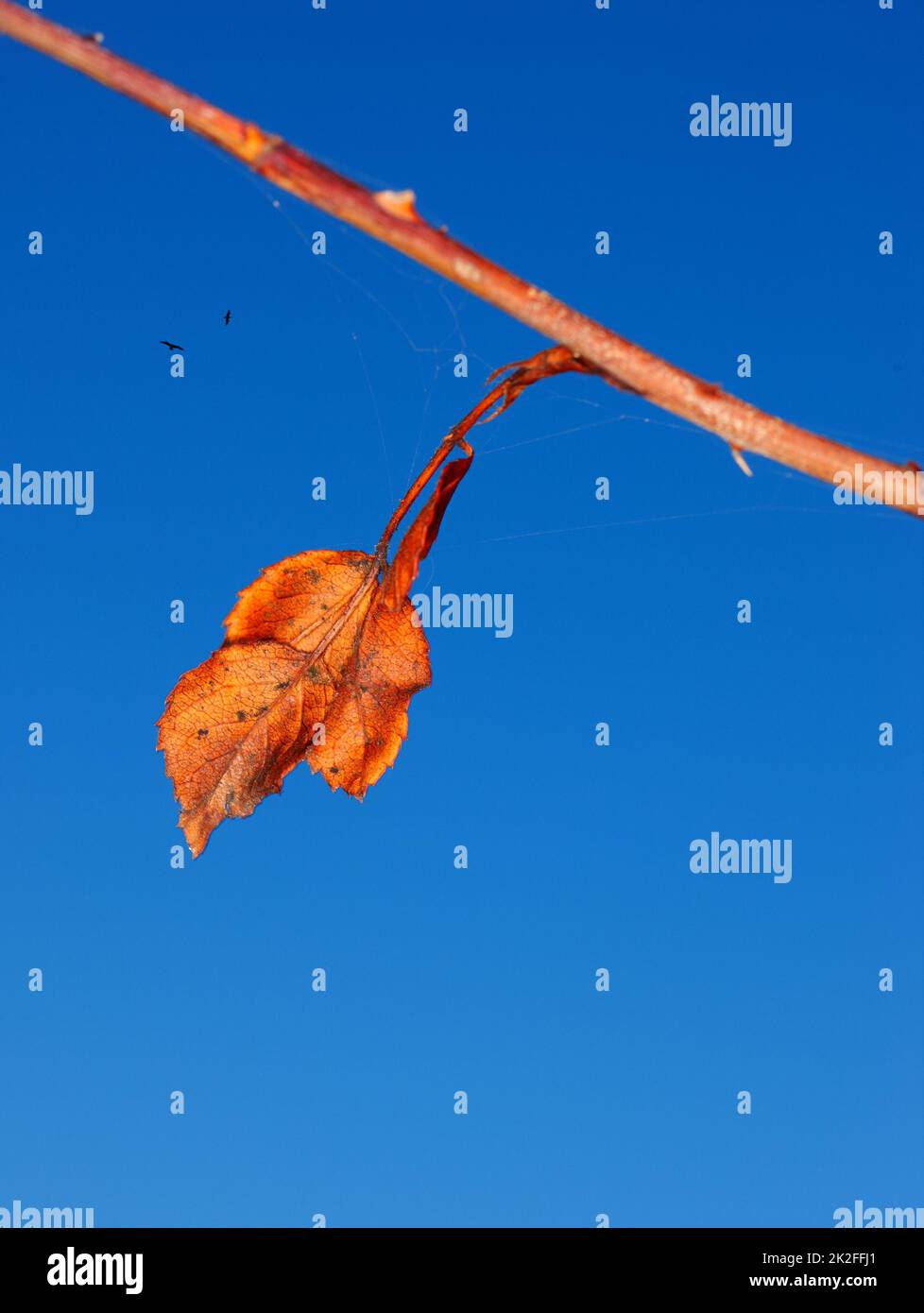 Hanging on to the last days of autumn. An orange leaf on a branch against a clear blue sky. Stock Photo