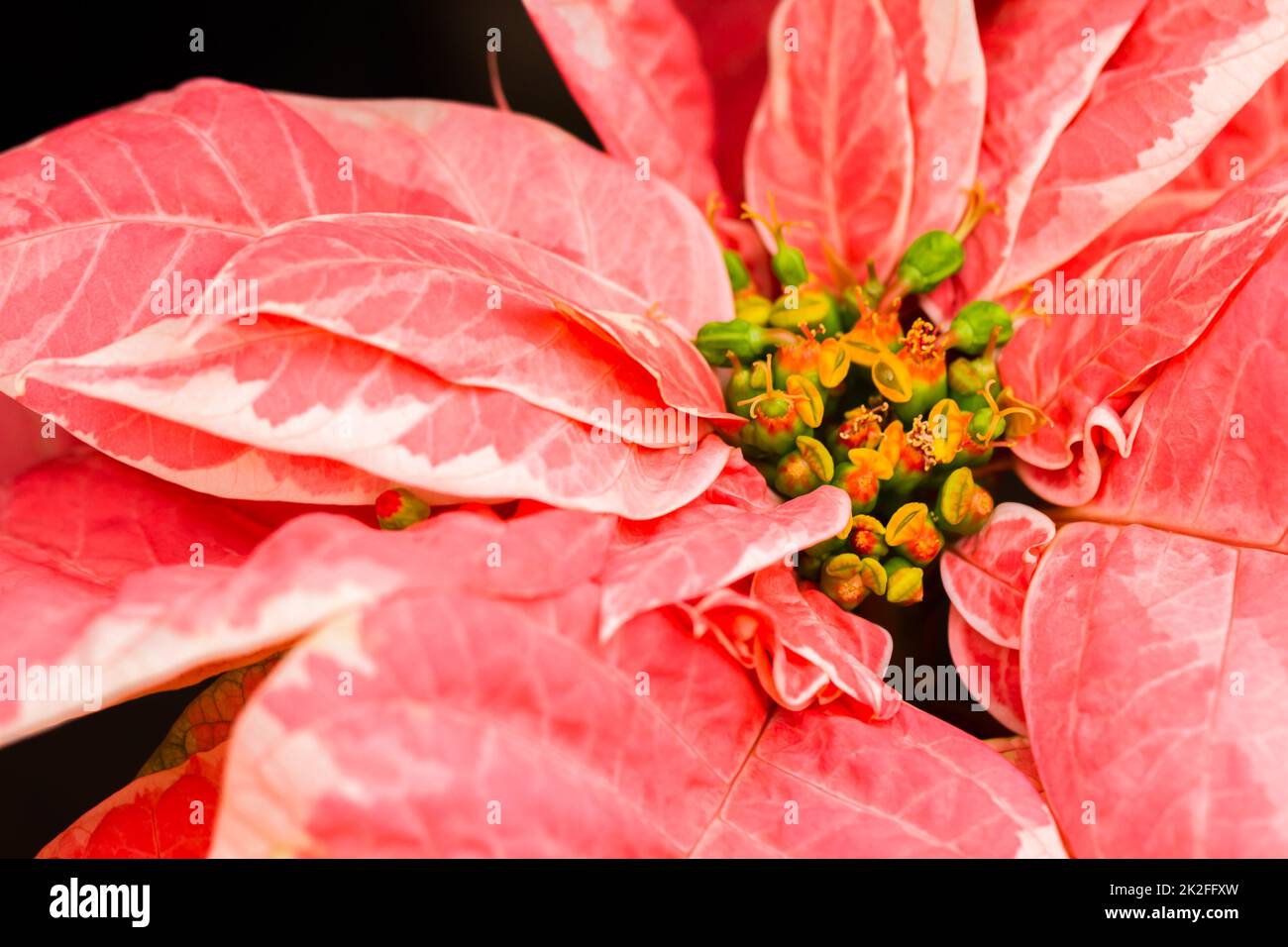 Poinsettias Stock Photo