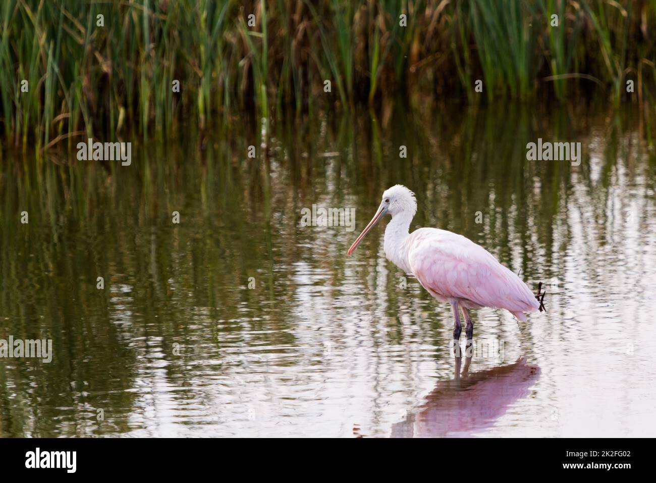 Roseate spoonhill Stock Photo