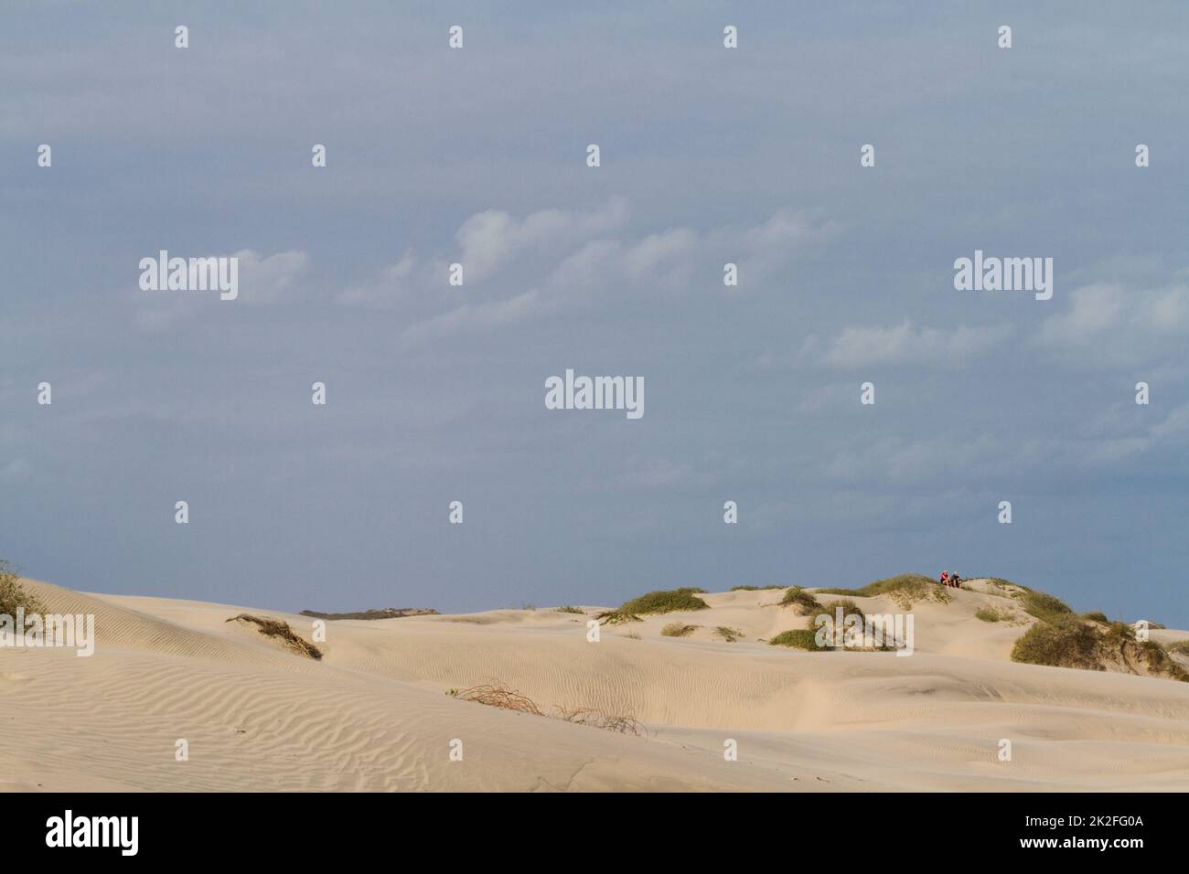 Coastal sand dunes texas hi-res stock photography and images - Alamy
