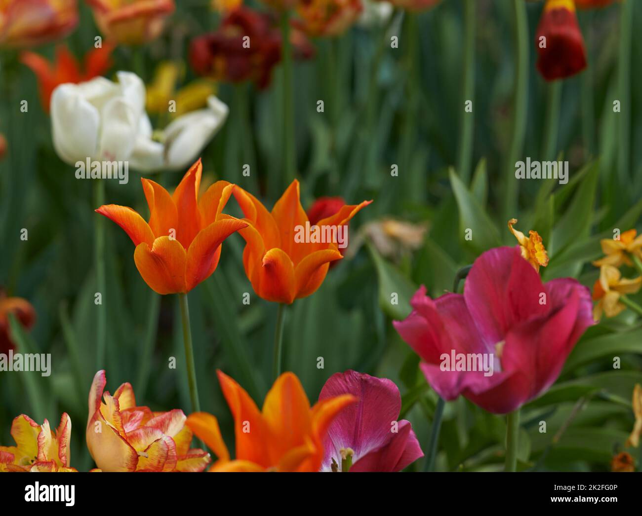 Divine beauty of the natural world...A colourful field of blooming tulips and lilies Stock Photo