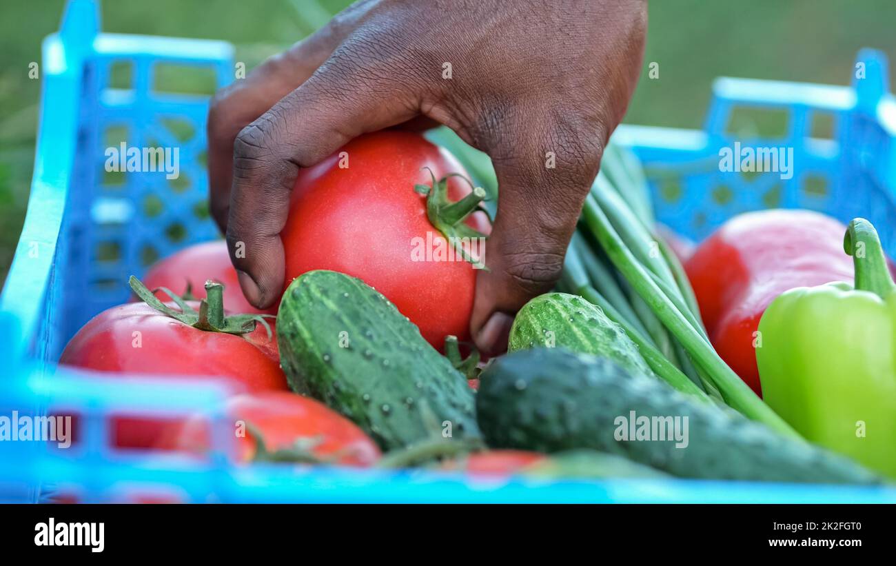 Black farmer hand takes ripe red tomato from blue box Stock Photo - Alamy