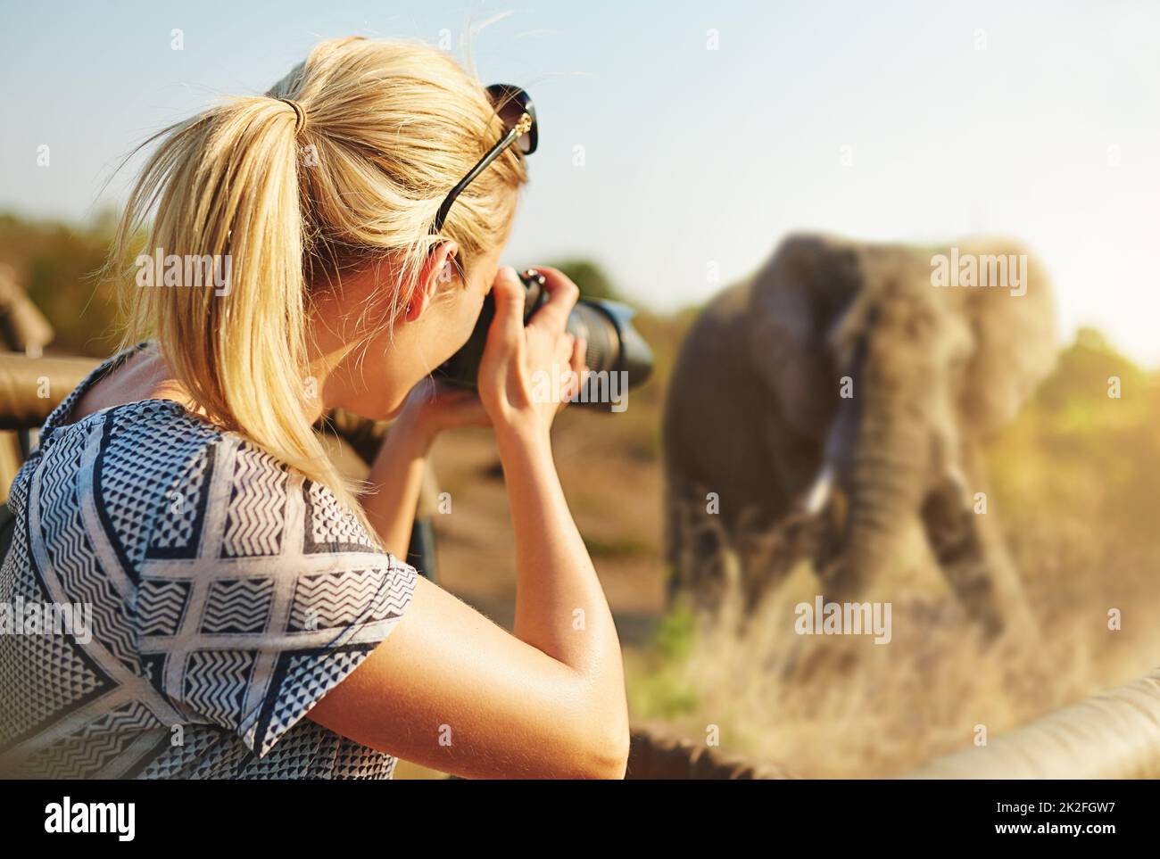Capturing wildlife. Cropped shot of a female tourist taking photographs of elephants while on safari. Stock Photo