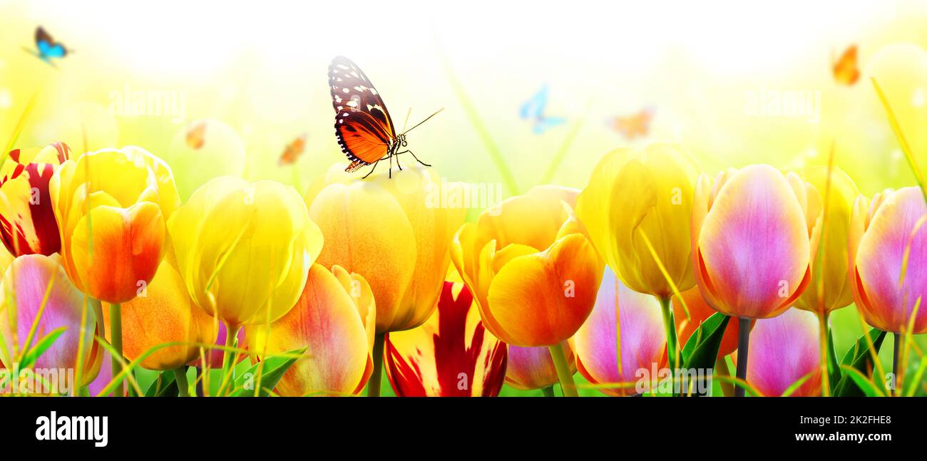 Beautiful tulips and butterflies. Spring nature background for web banner  Stock Photo - Alamy, image size:1300x647