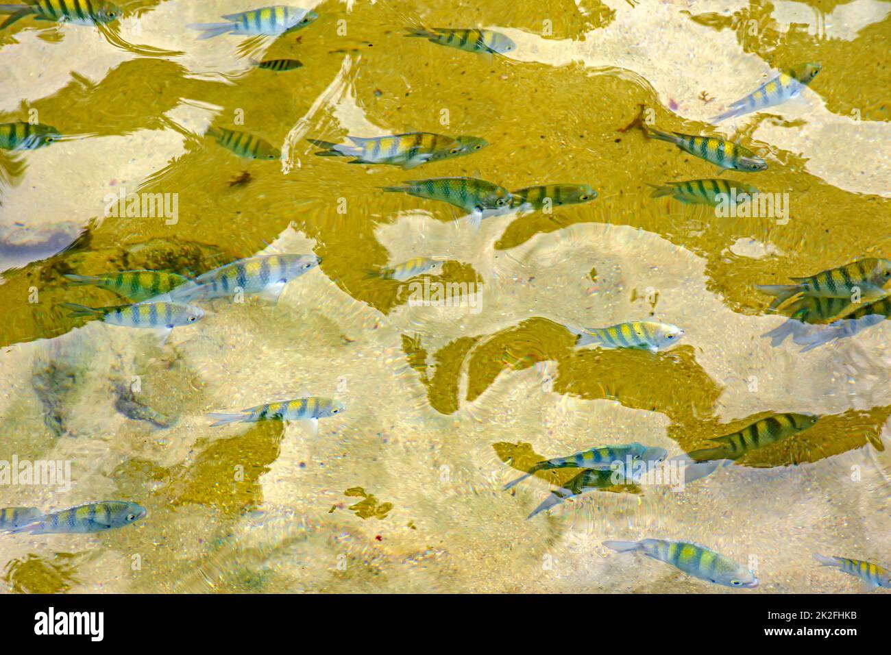 School of small fish swimming in the clean waters of the tropical beaches of Trindade Stock Photo