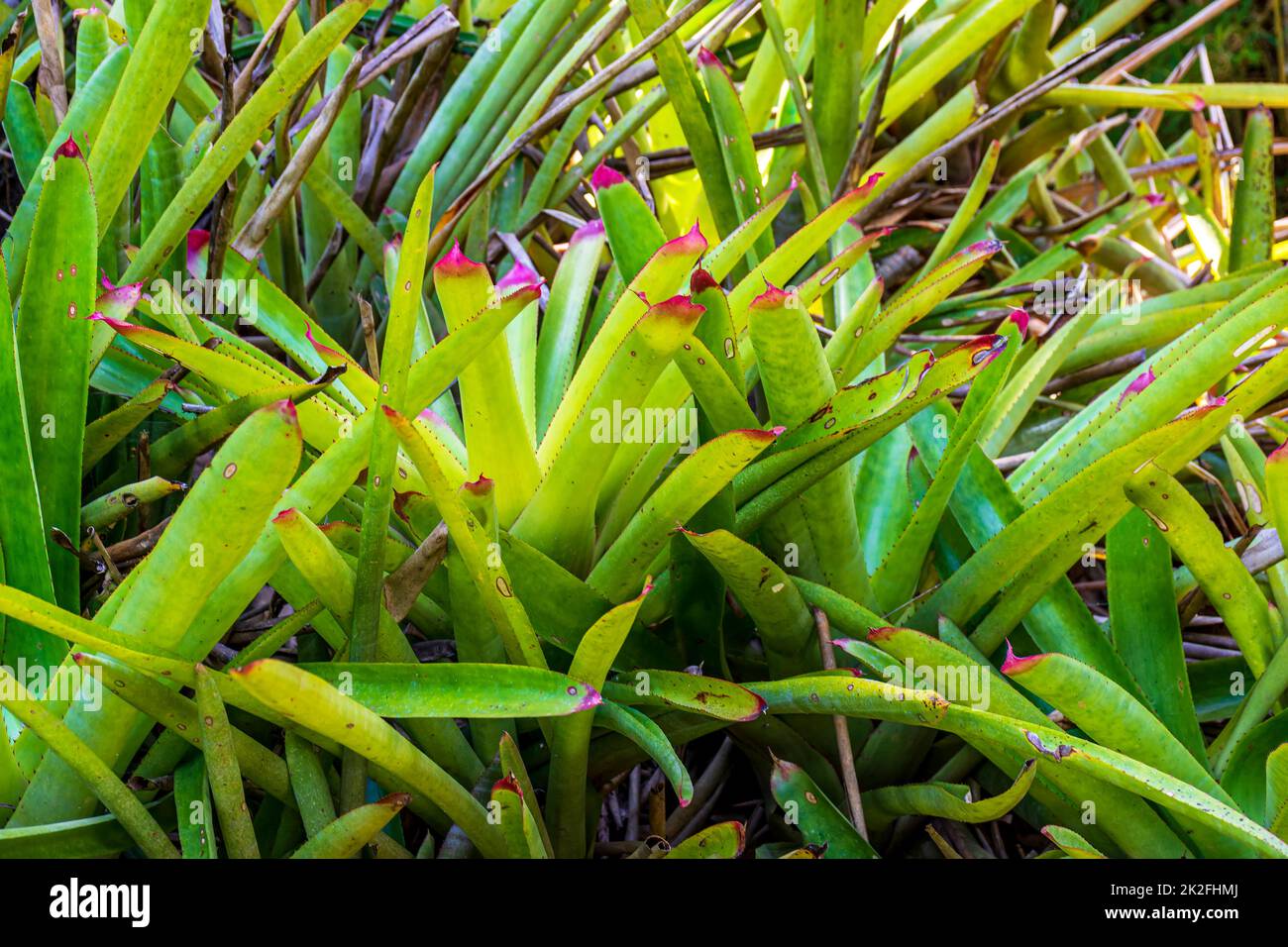 Several bromeliads in rainforest Stock Photo