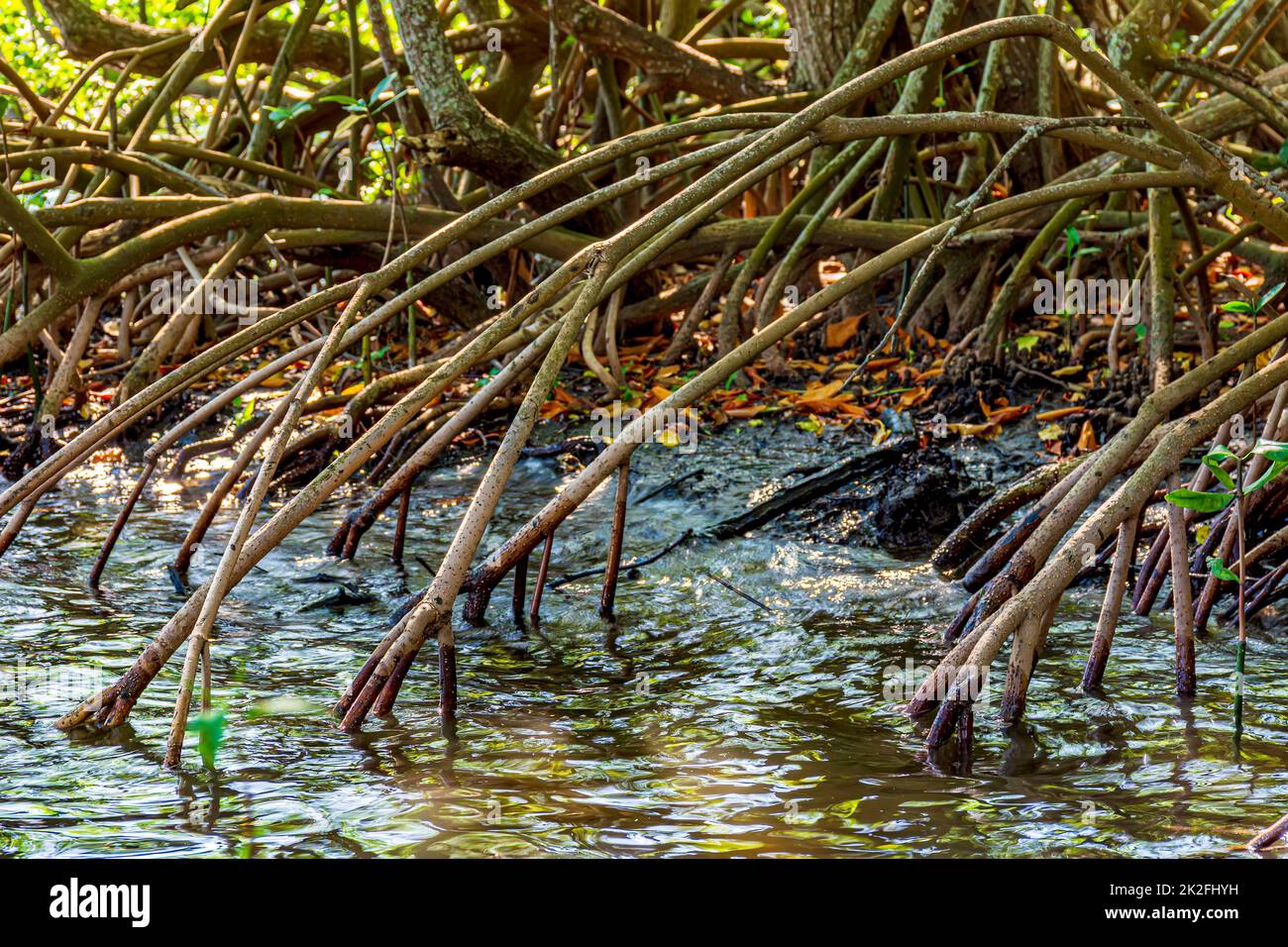 Close up of dense vegetation in the tropical mangrove forest with its