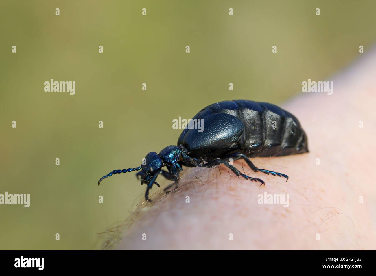 Portrait of a black blue oil beetle. These beetles are poisonous and