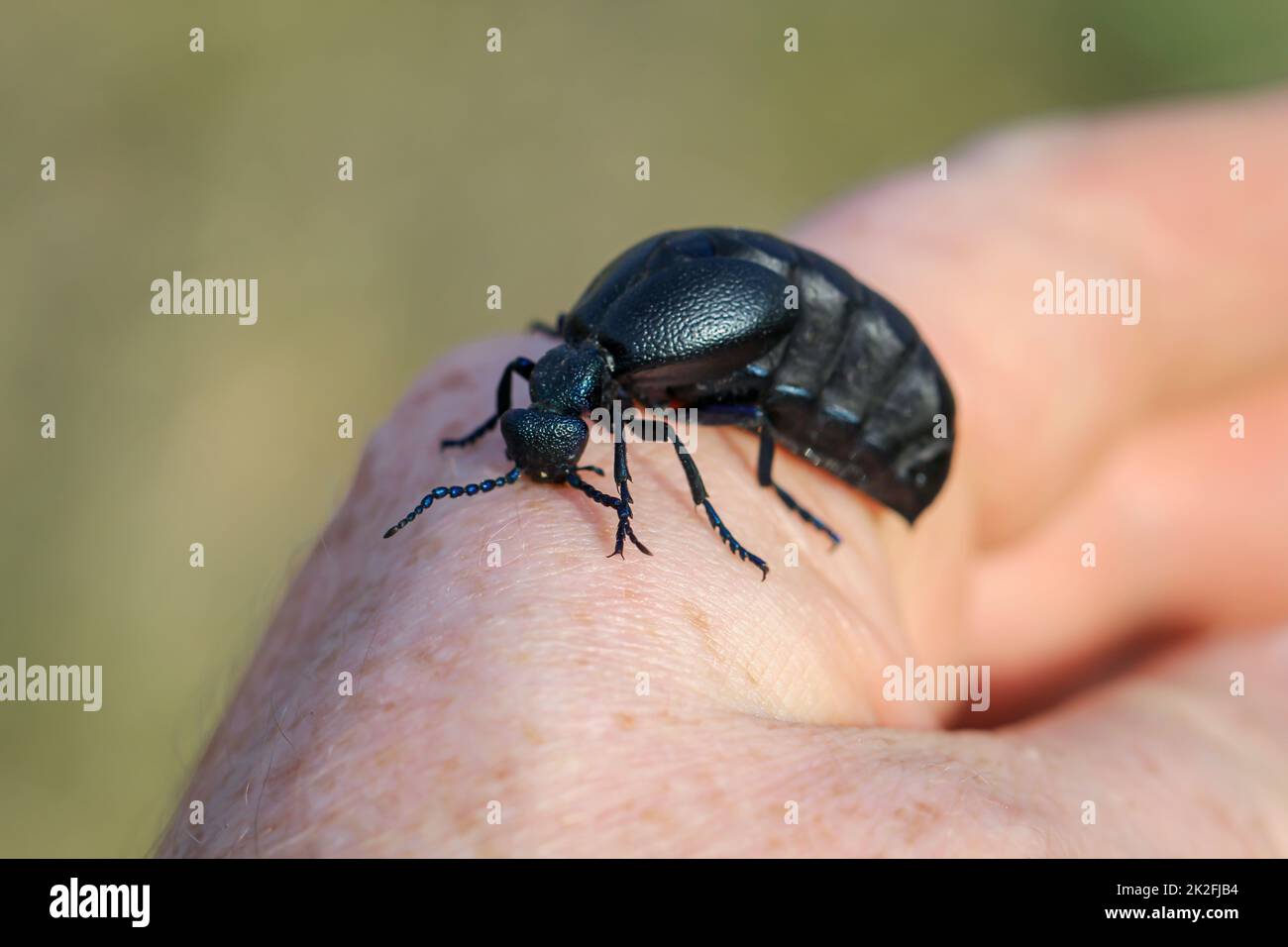 Portrait of a black blue oil beetle. These beetles are poisonous and