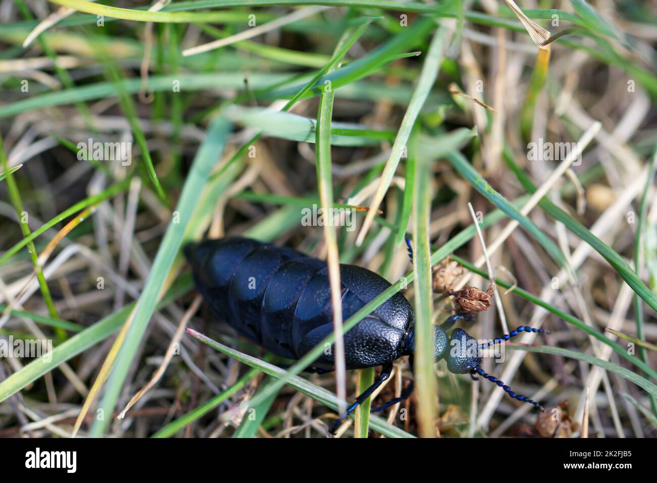 Portrait of a black blue oil beetle. These beetles are poisonous and