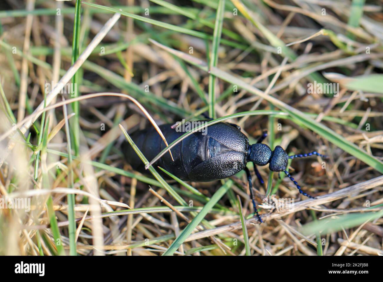 Portrait of a black blue oil beetle. These beetles are poisonous and