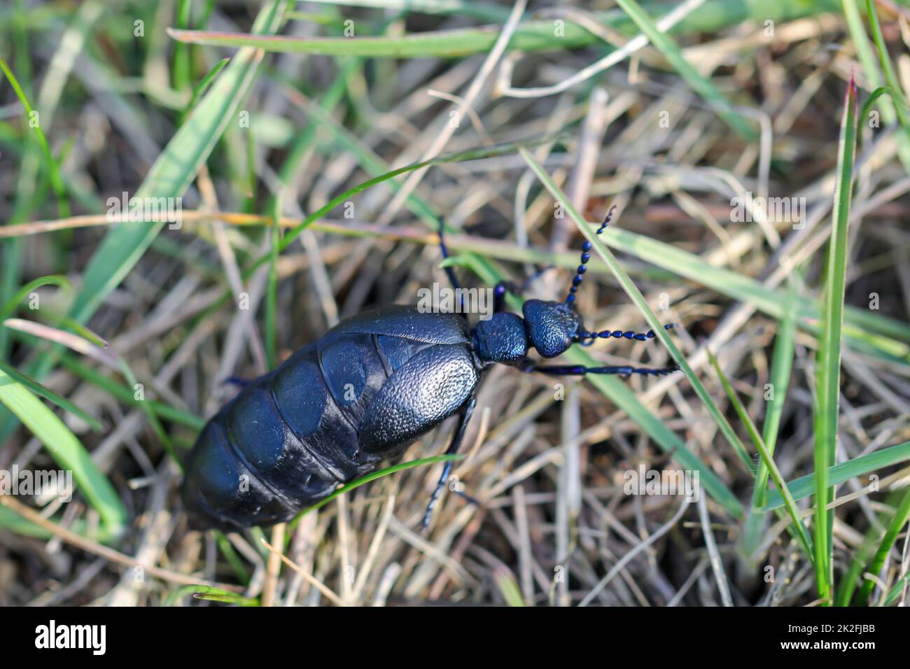 Portrait of a black blue oil beetle. These beetles are poisonous and