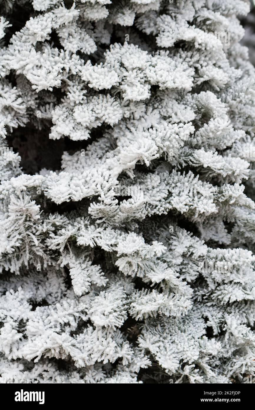 Flocked Christmas Tree Stock Photo Alamy