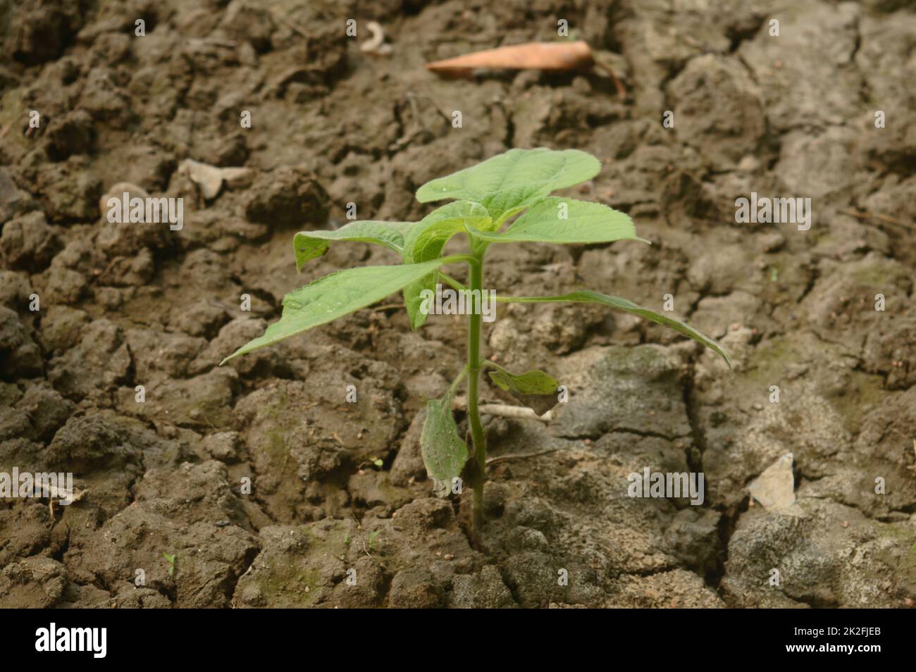 Agriculture. A Growing plant. New Plant growing in sunlight. Sprouting and seedling. Young new baby plants growing in germination sequence on fertile soil background. Stock Photo