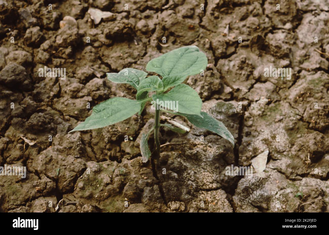 Agriculture. A Growing plant. New Plant growing in sunlight. Sprouting and seedling. Young new baby plants growing in germination sequence on fertile soil background. Stock Photo
