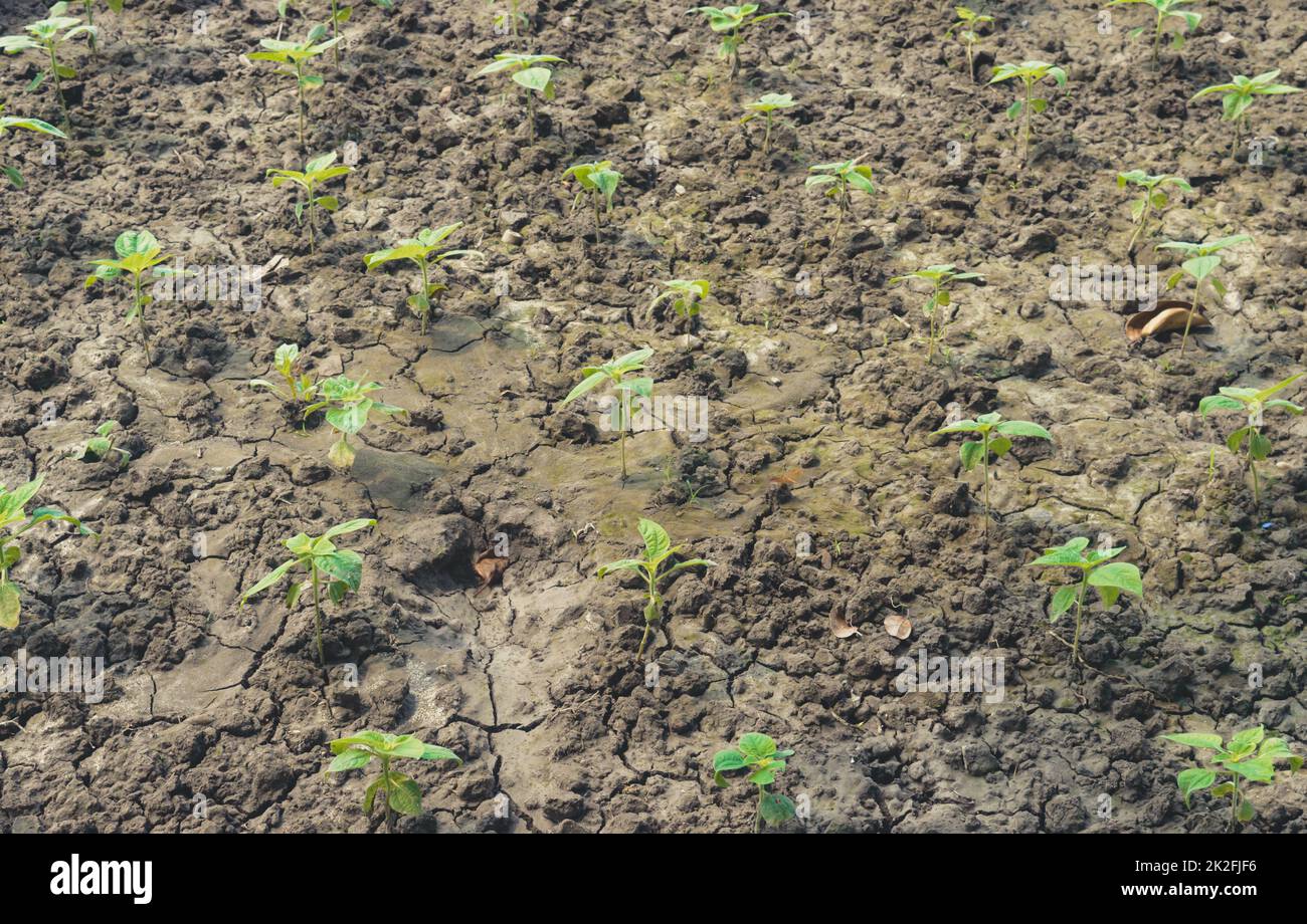 Agriculture. Growing plants. Plant seedling. young baby plants growing in germination sequence on fertile soil background Stock Photo