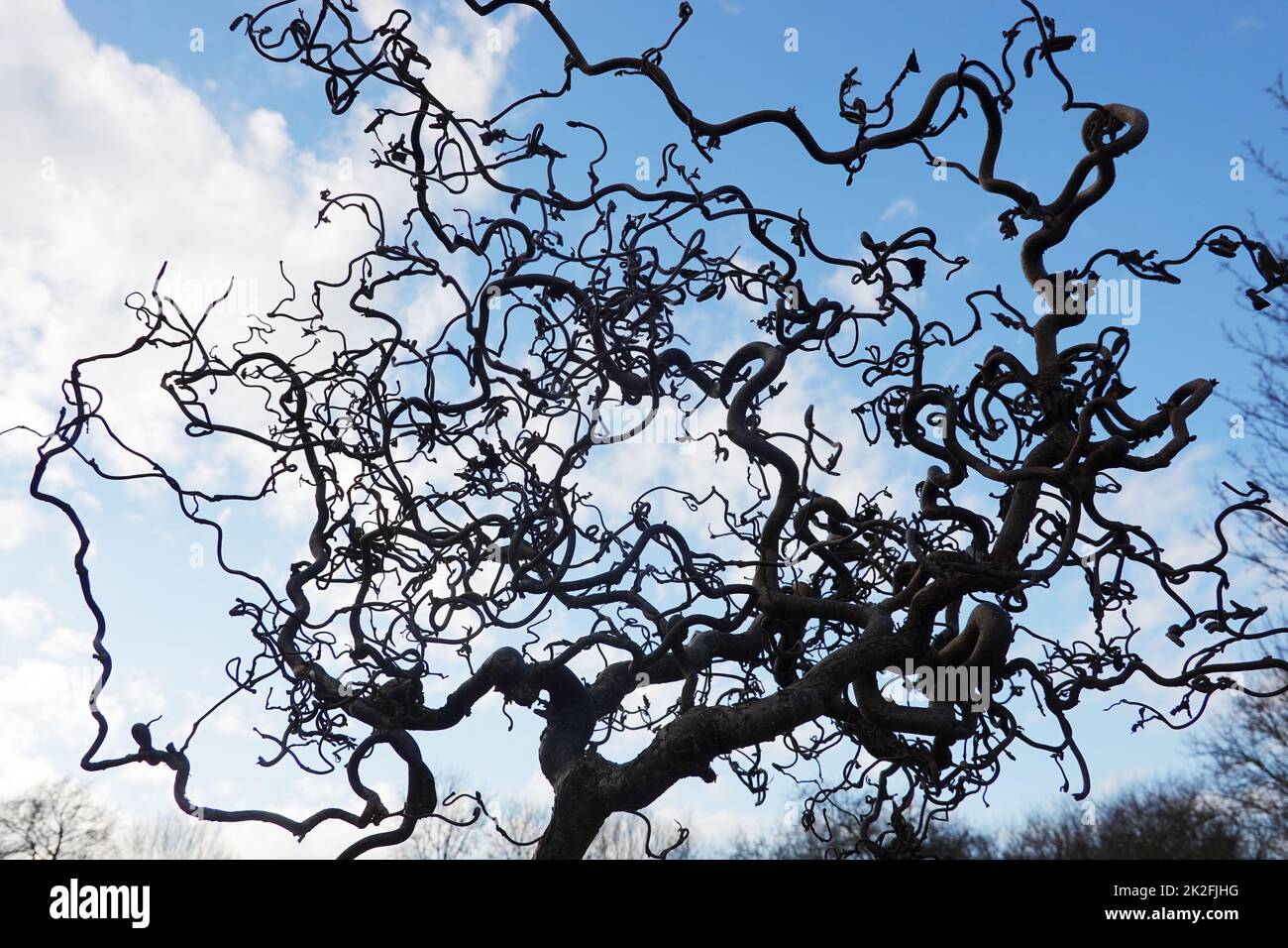 bizarre Ã„ste der Korkenzieher-Hasel (Corylus avellana 'Contorta') Stock Photo