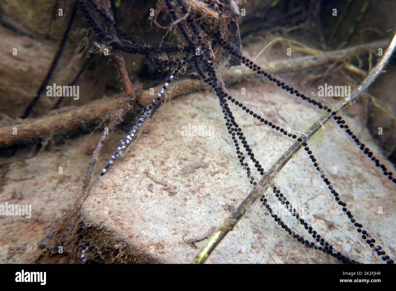 Kra te erdkra te hires stock photography and images Alamy