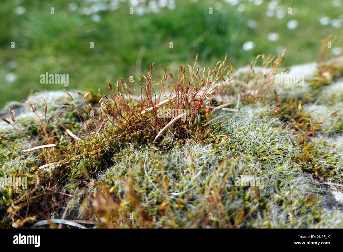 Polster-Kissenmoos (Grimmia pulvinata) und Mauer-Drehzahnmoos (Tortula muralis) Stock Photo