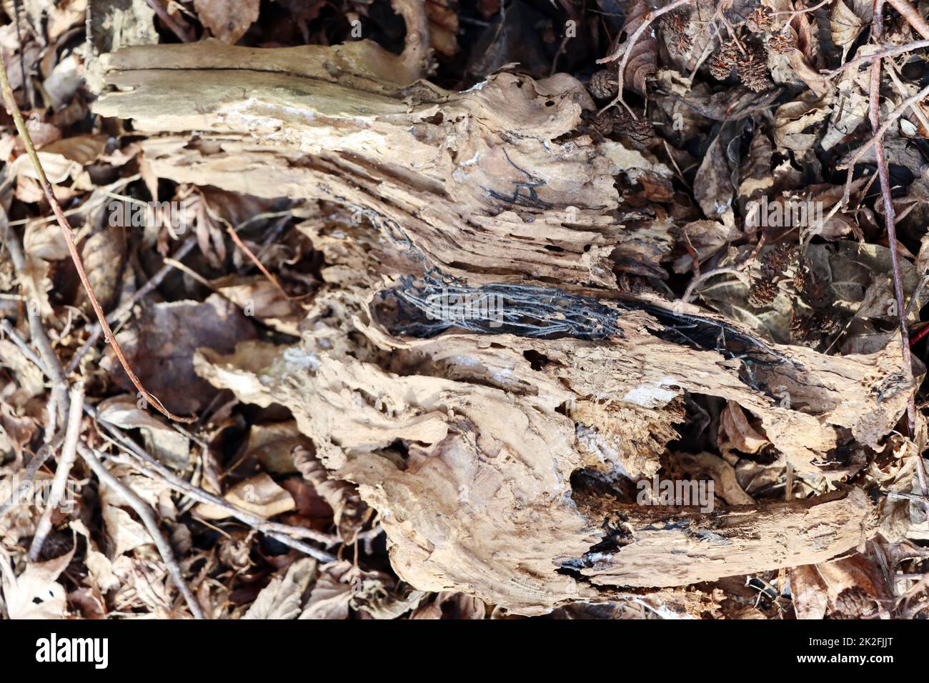 Hallimasch-Rhizomorphen bilden eine Skelett-artige Struktur in einem StÃ¼ck Totholz Stock Photo