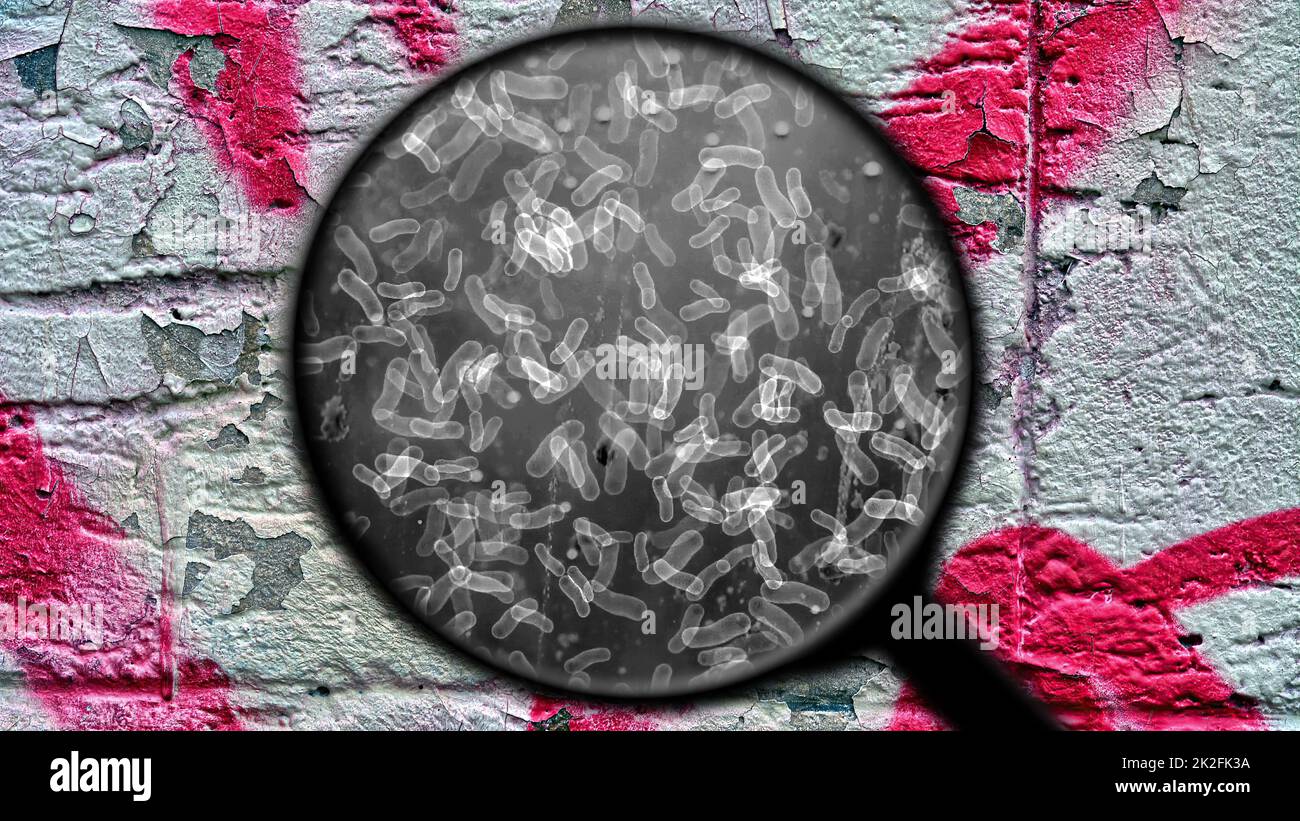 Searching for bacteria on surface Stock Photo Alamy