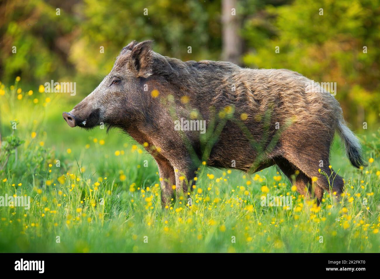 Wild boar standing on wildflowers in spring from side Stock Photo