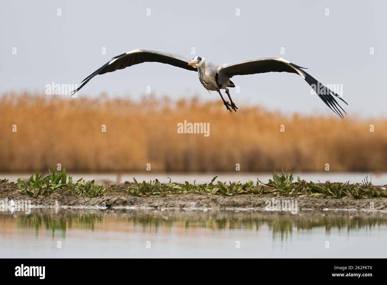 Grey heron flying over the wetland in spring nature Stock Photo