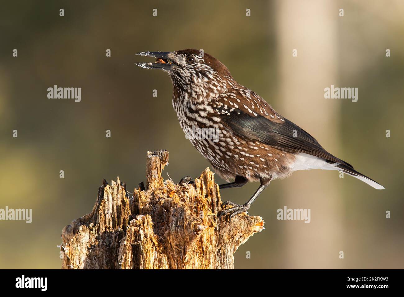 Spotted nutcracker sitting on wood in spring nature Stock Photo