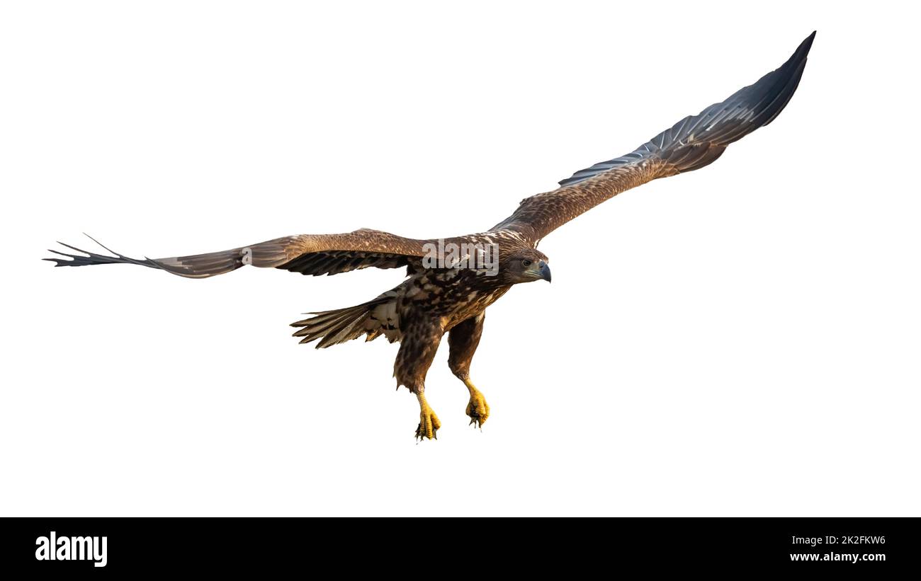 White-tailed eagle flying with open wings cut out on blank Stock Photo