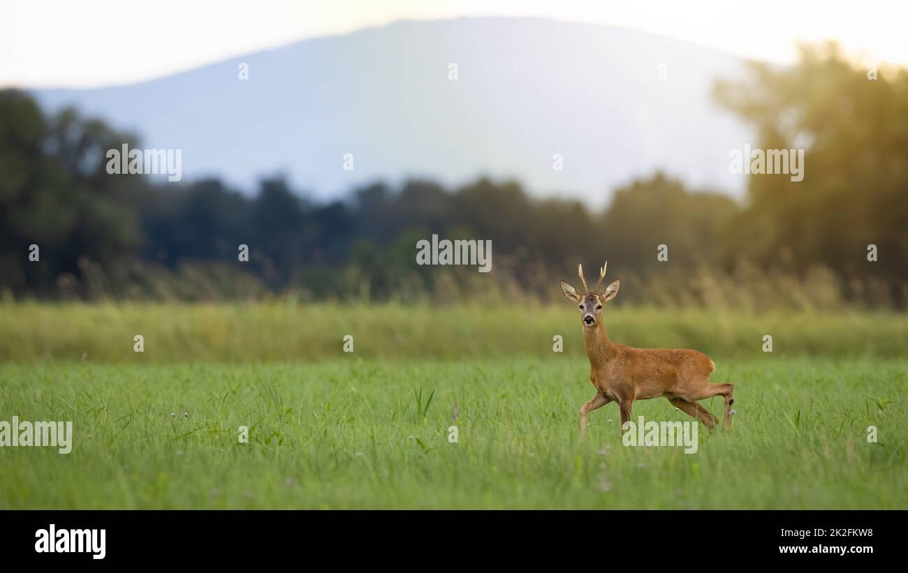 Roe deer walking on grassland in summer shining sun Stock Photo