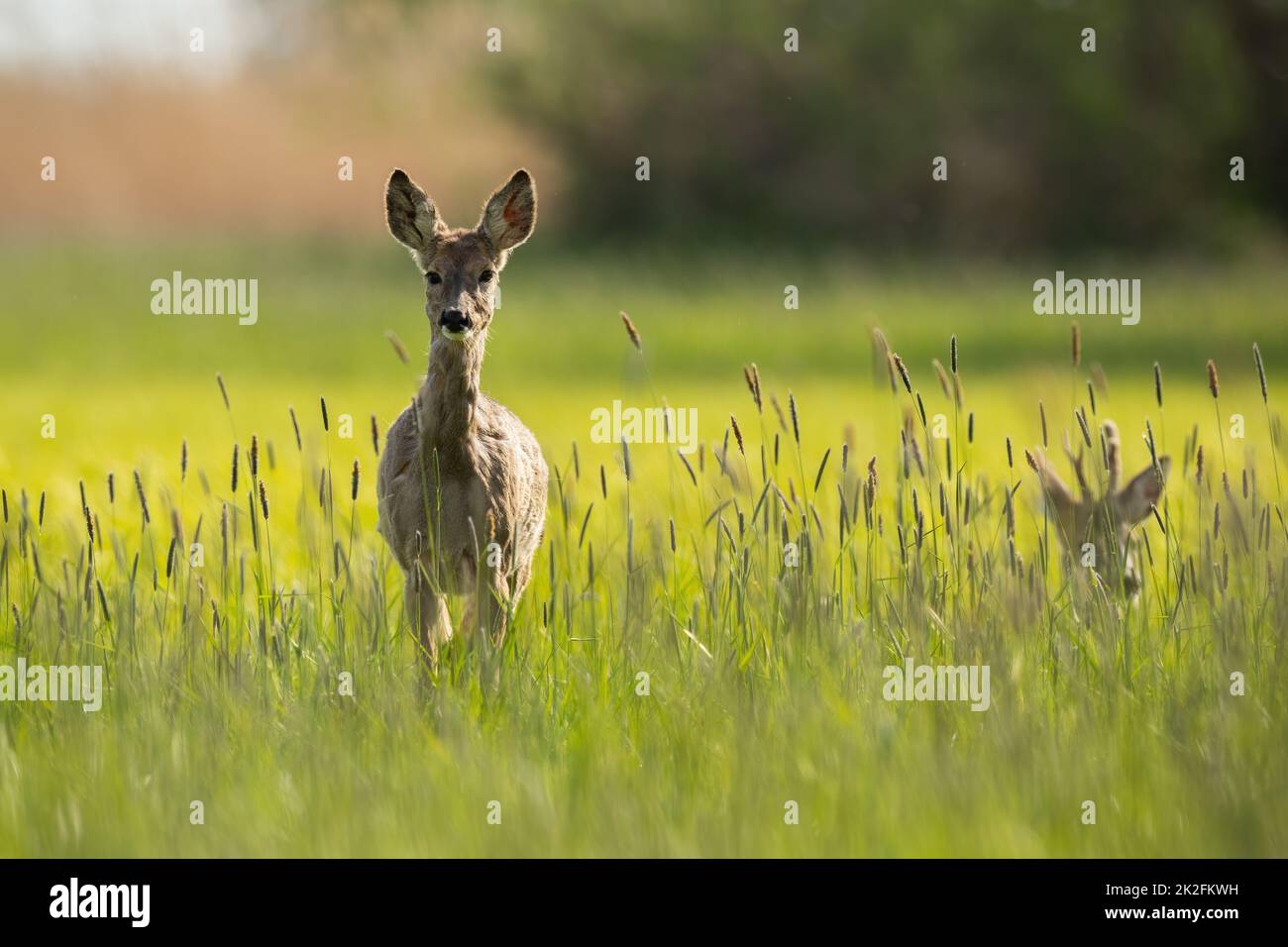 Roe deer spring hi-res stock photography and images - Alamy